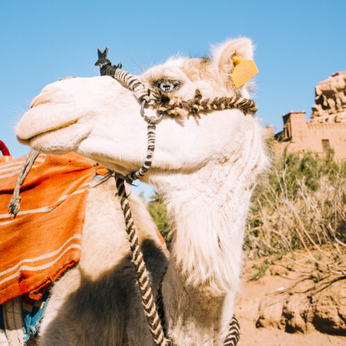 Tour Casablanca 5 días